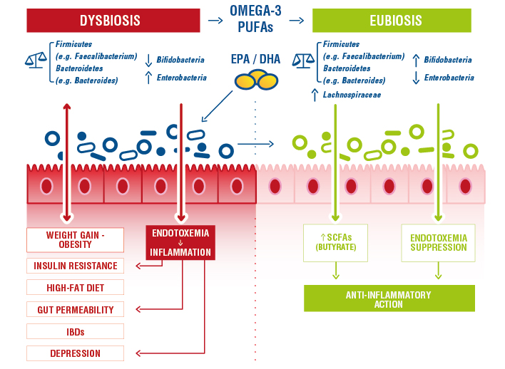 Gut microbiota and DHA