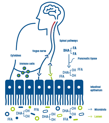 Gut microbiota and DHA_