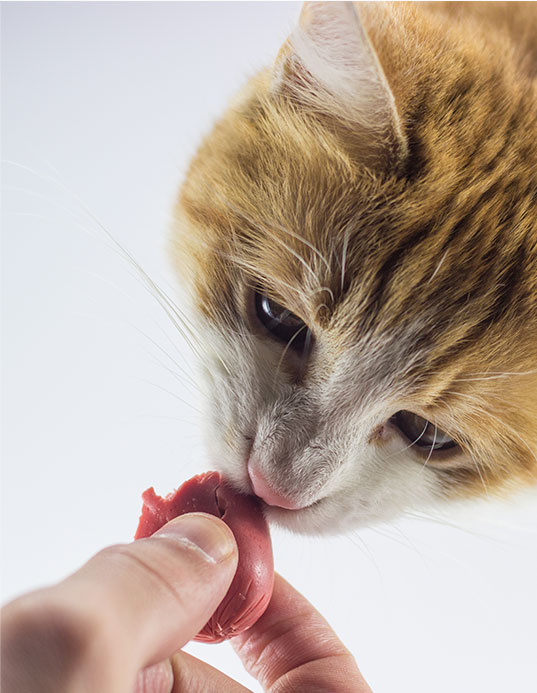 kalvea_plus_petfood
