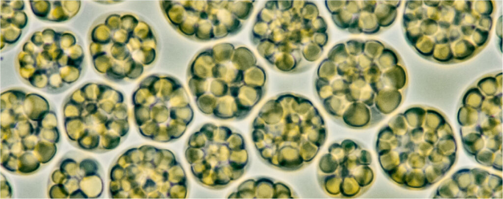 The Schizochytrium sp. species used to produce DHA 