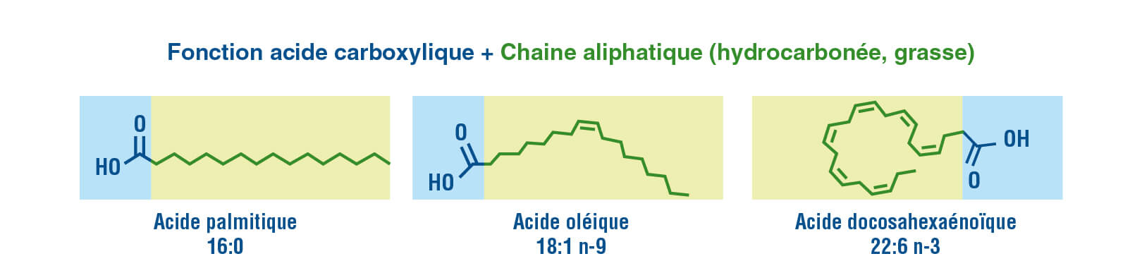 Structure élémentaire des lipides