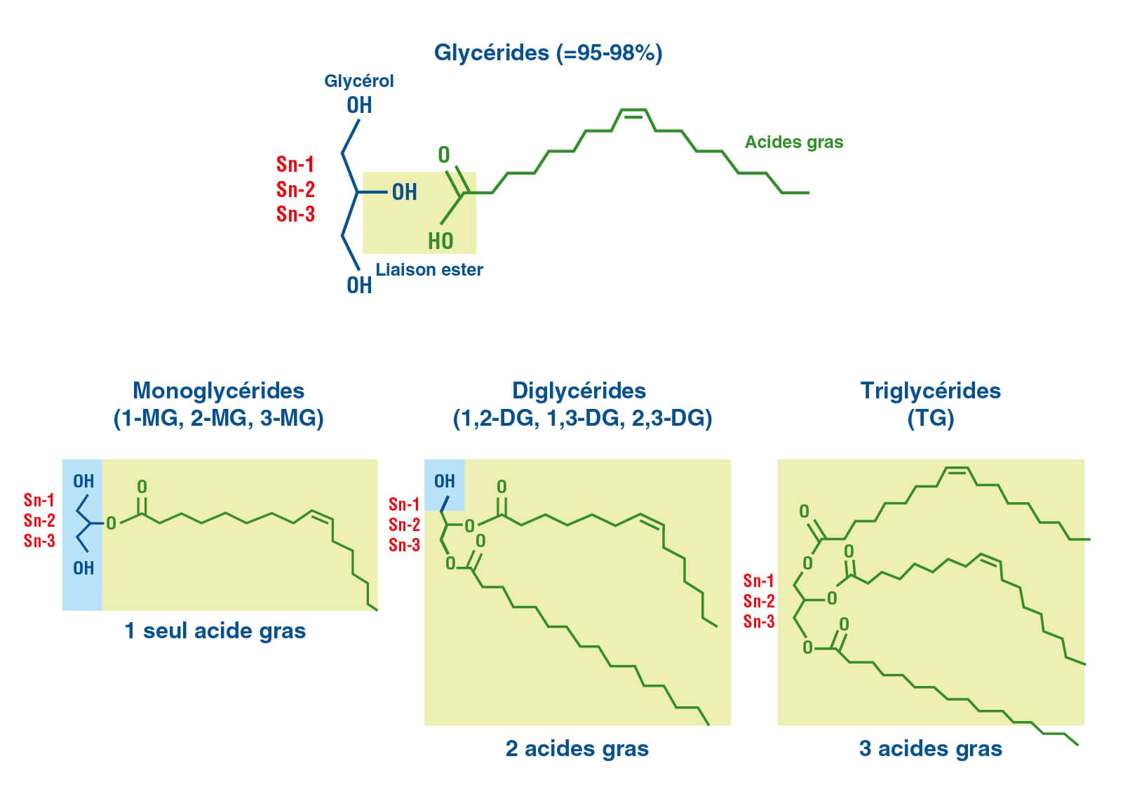 Forme Triglycérides (TG)