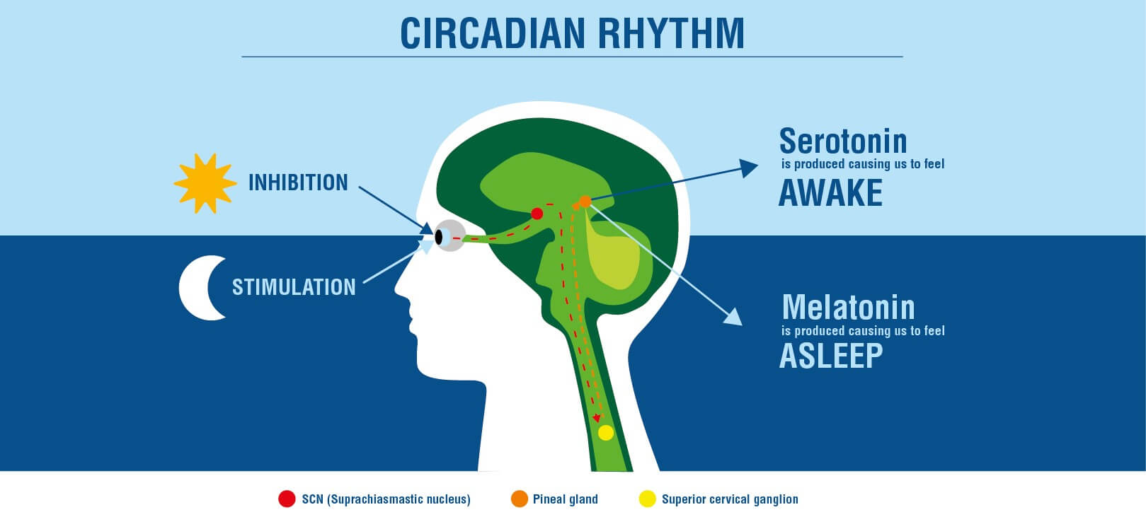 CIRCADIAN RYTHM