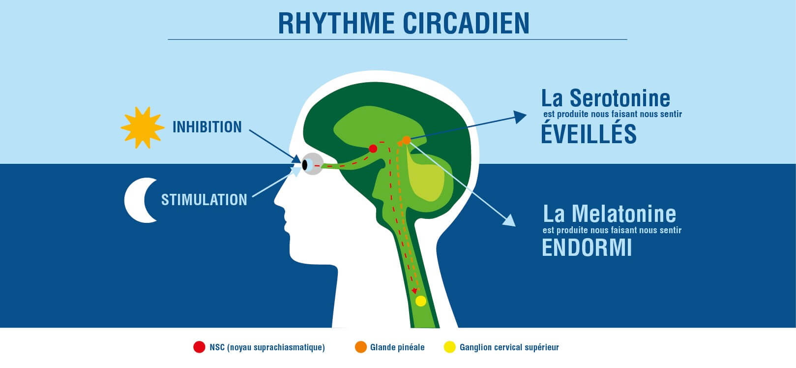 RYTHME CIRCADIEN